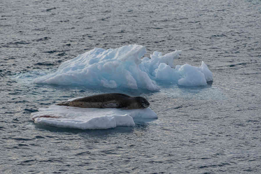 Foca de Weddell - Antártida 01.jpg